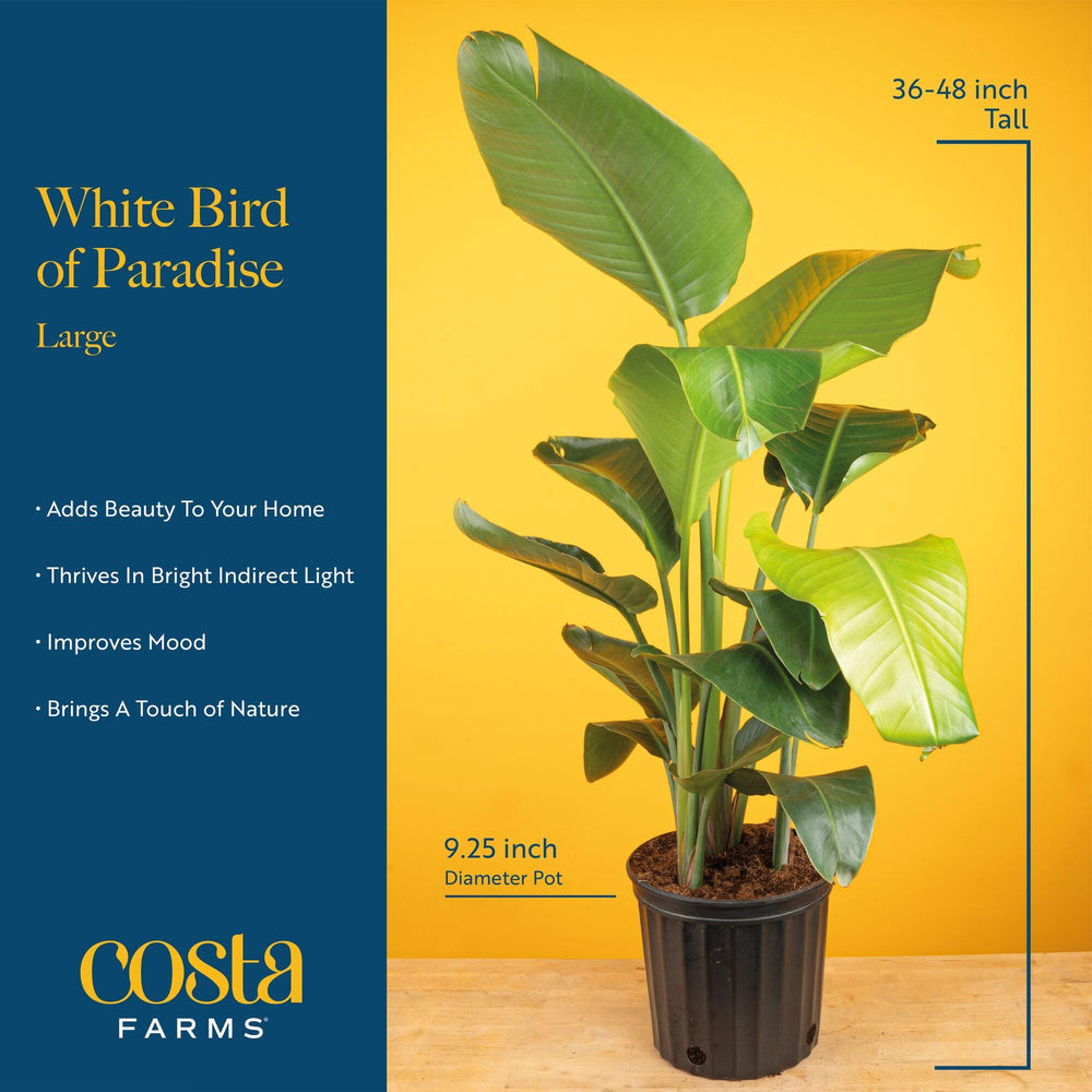 Costa Farms plants beside lounge chair to show size and room-scale benefit