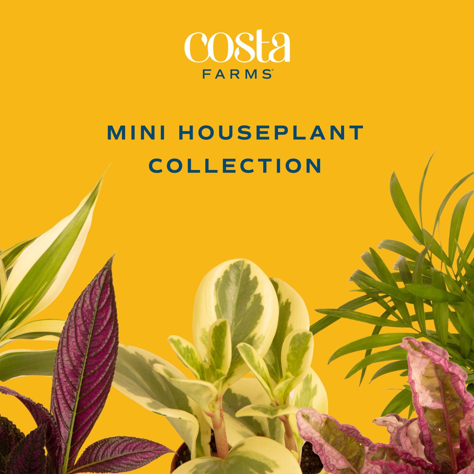 Costa Farms size comparison with hand showing true scale and ideal desk display benefit