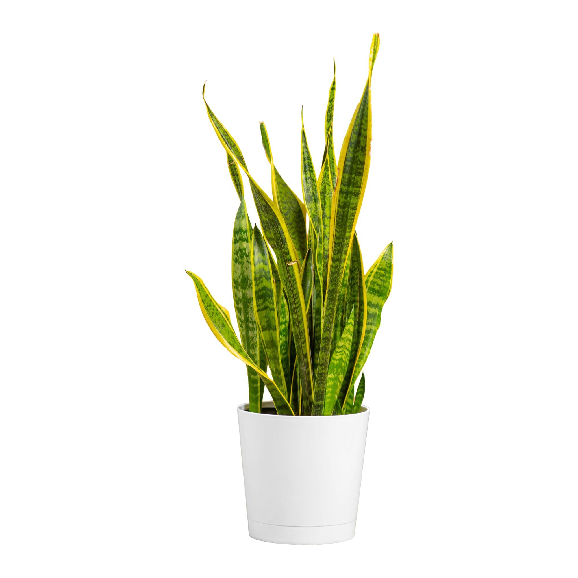 Costa Farms snake plant front view showing upright architectural leaves and instant decor impact