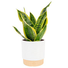 Costa Farms front view showing upright variegated leaves and decorative pot benefit: modern decor