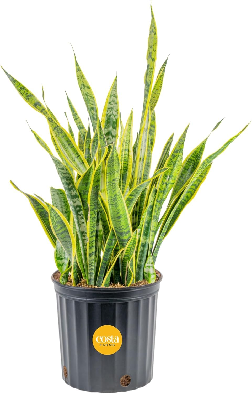 Costa Farms Snake Plant front view showing tall architectural foliage and bold style