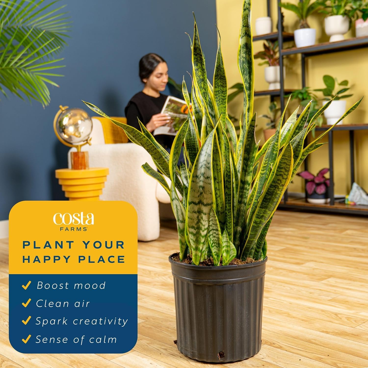 Costa Farms plant next to chair for height comparison showing scale and room presence