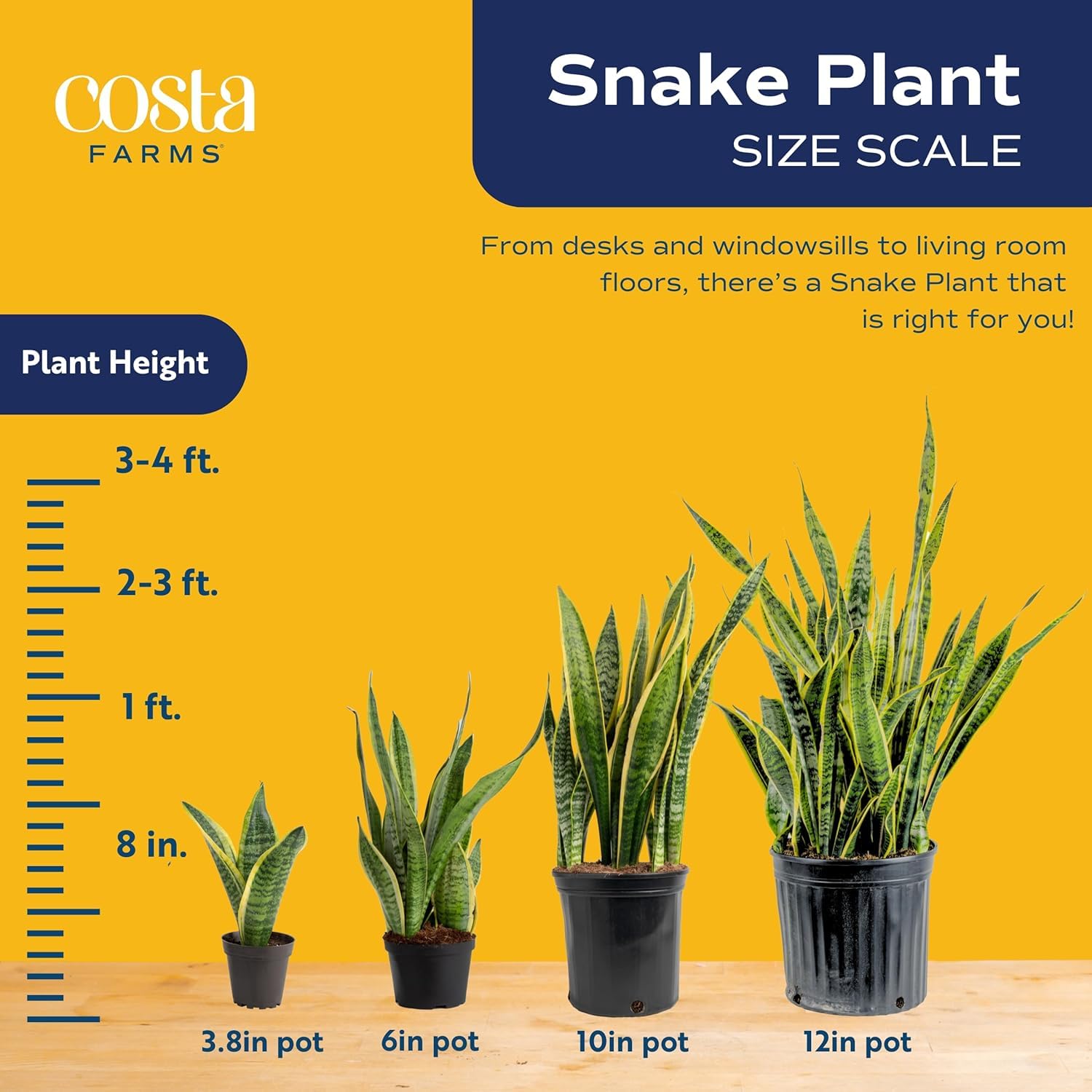 Costa Farms snake plant styled in a living room adding low-maintenance greenery
