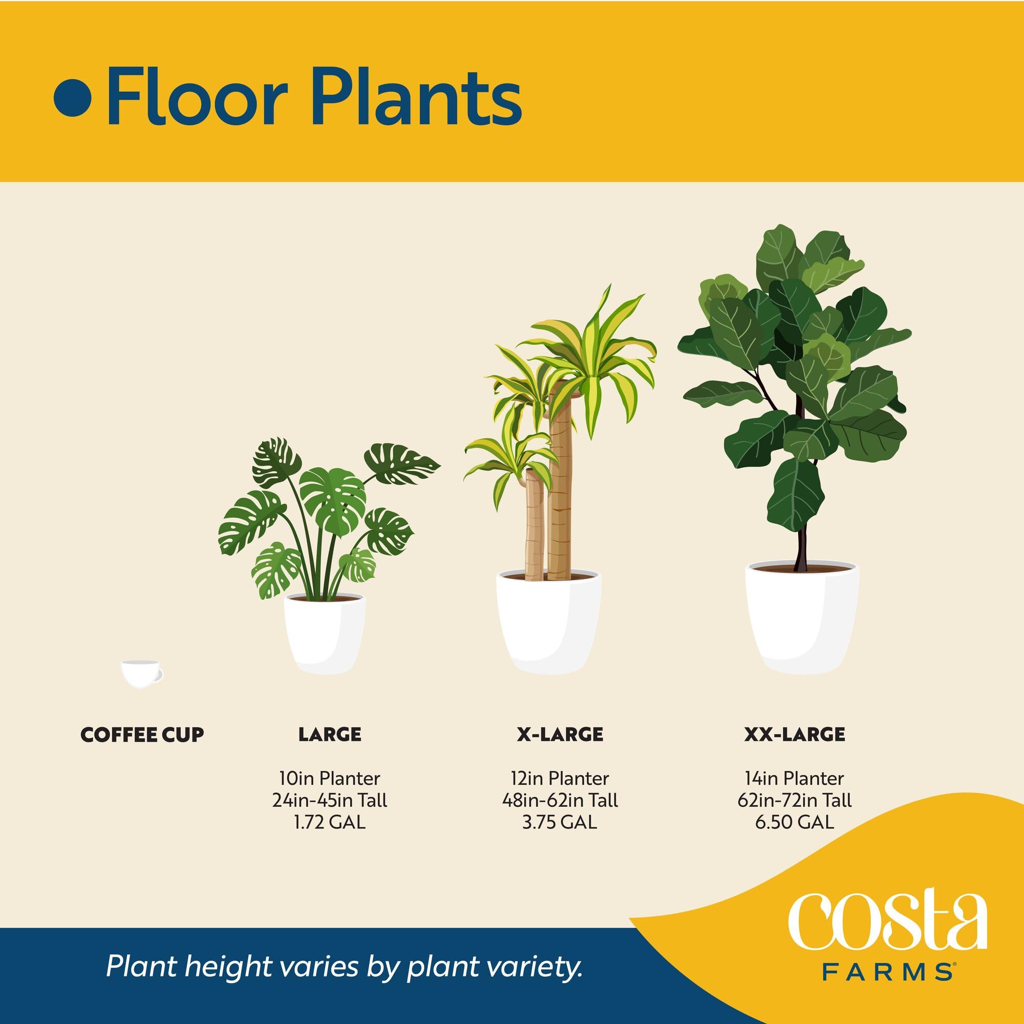 Costa Farms snake plant styled in a modern living room providing low-maintenance greenery