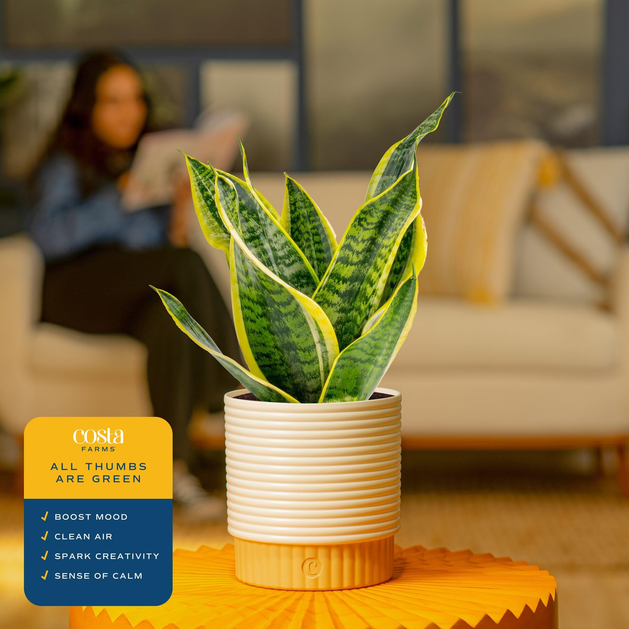 Costa Farms on wooden desk lifestyle shot adding calming greenery to workspaces