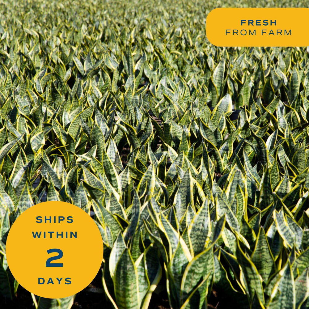 Costa Farms secure packaging image showing careful farm-to-door shipping protection