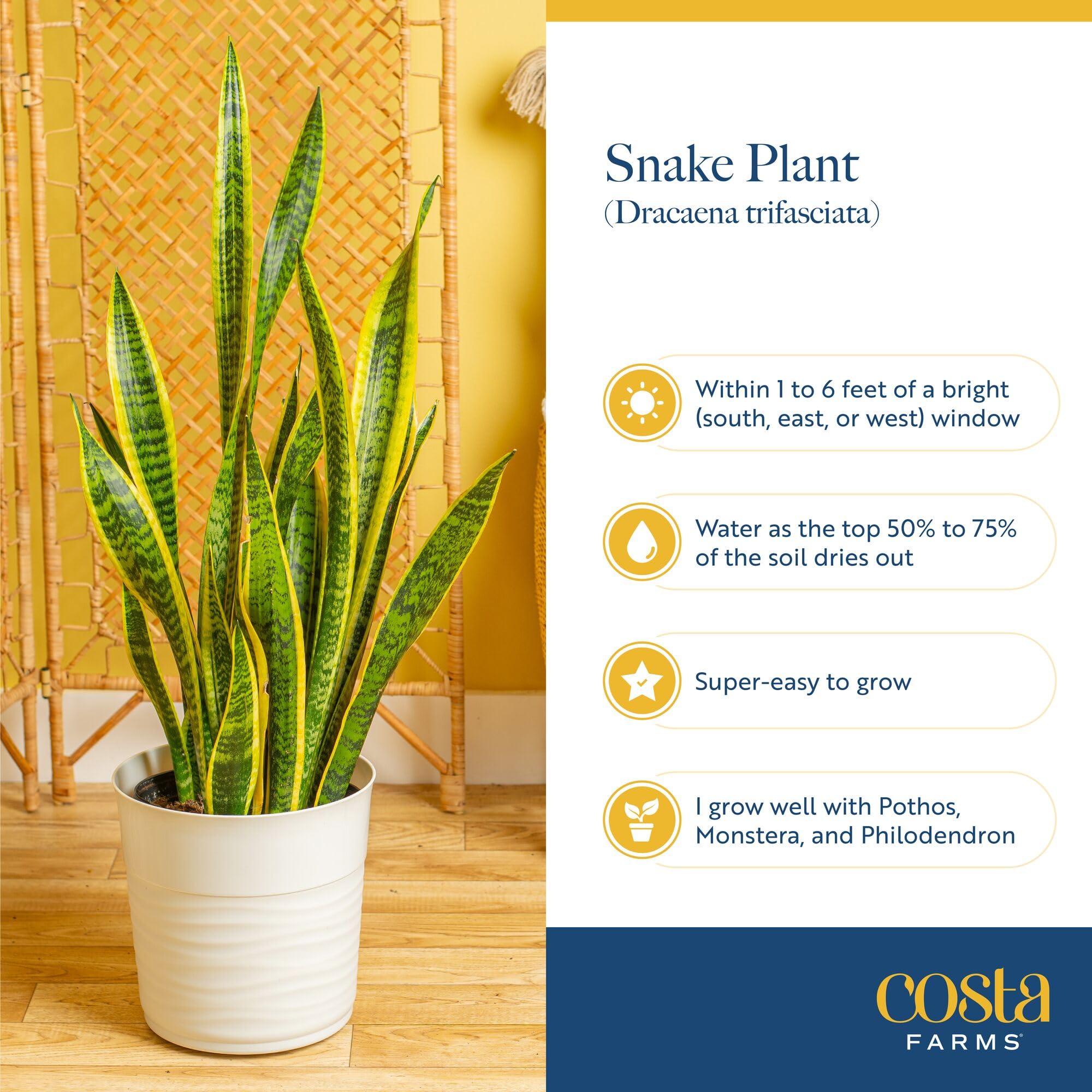 Costa Farms packaged plant ready to ship illustrating secure delivery and fresh arrival
