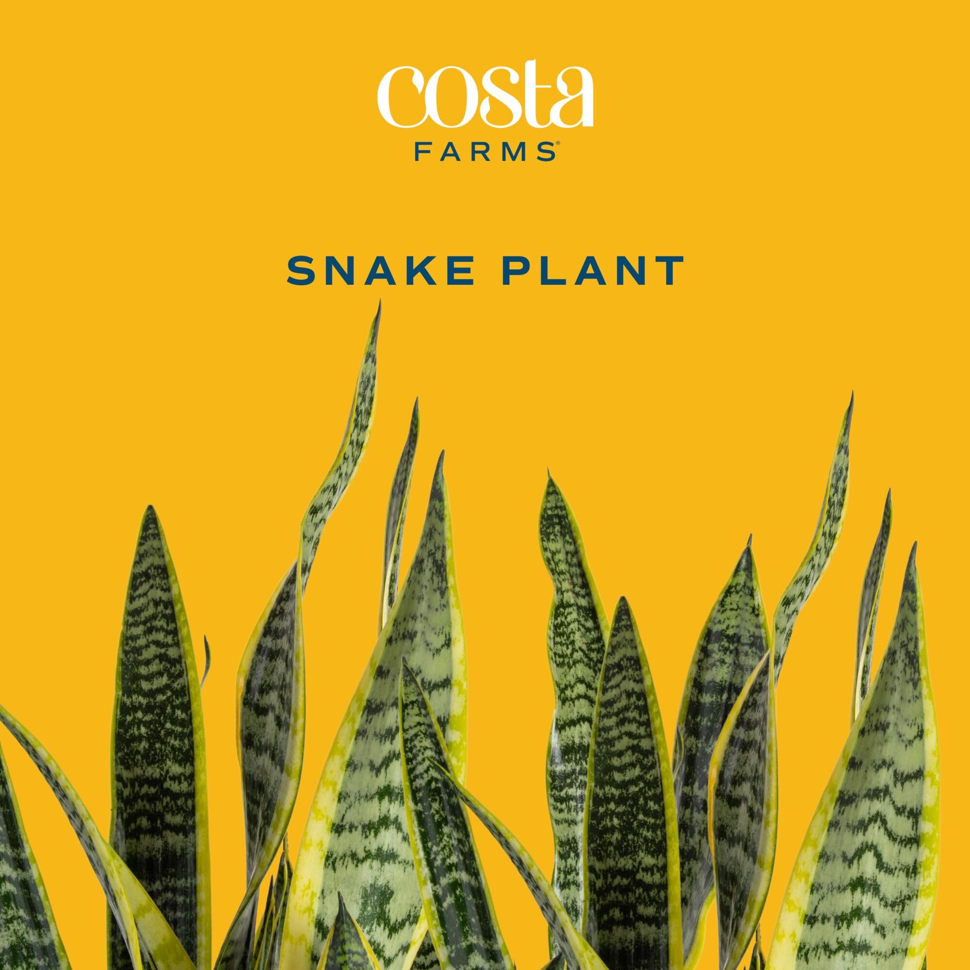 Costa Farms Snake Plant in 10-inch pot showing soil and ready-to-display presentation
