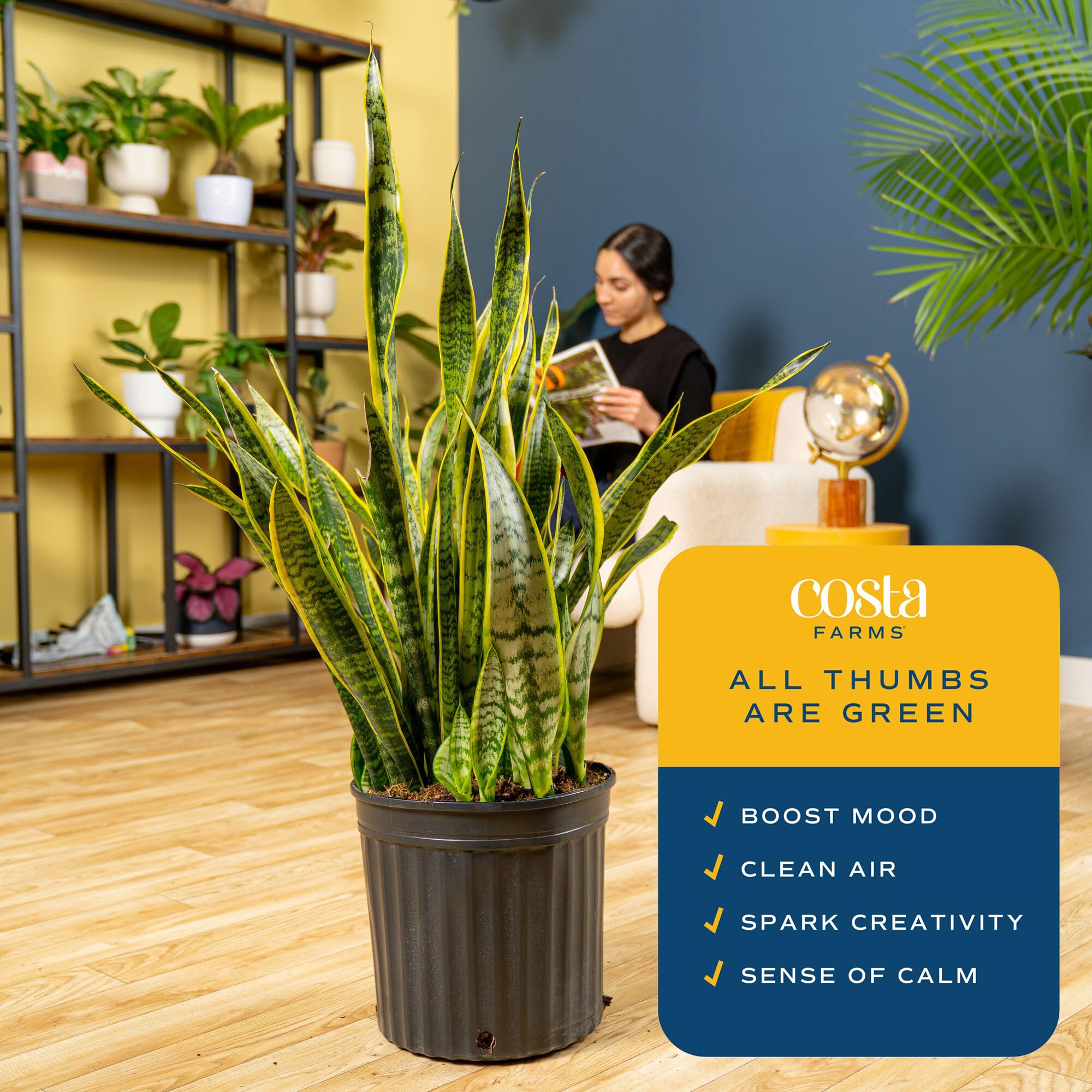 Costa Farms Snake Plant styled in living room adding height and modern decor benefit