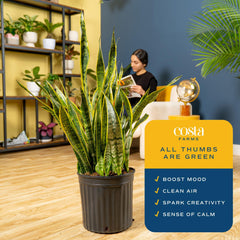 Costa Farms Snake Plant styled in living room adding height and modern decor benefit