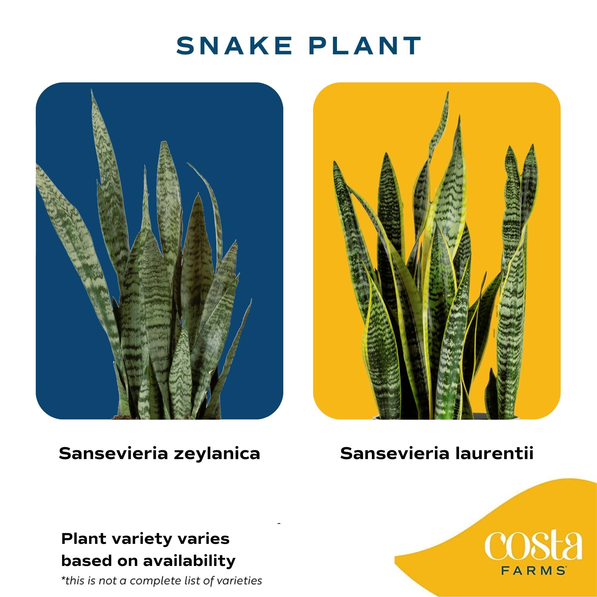 Costa Farms Snake Plant next to chair to show 3–4 ft scale and room impact