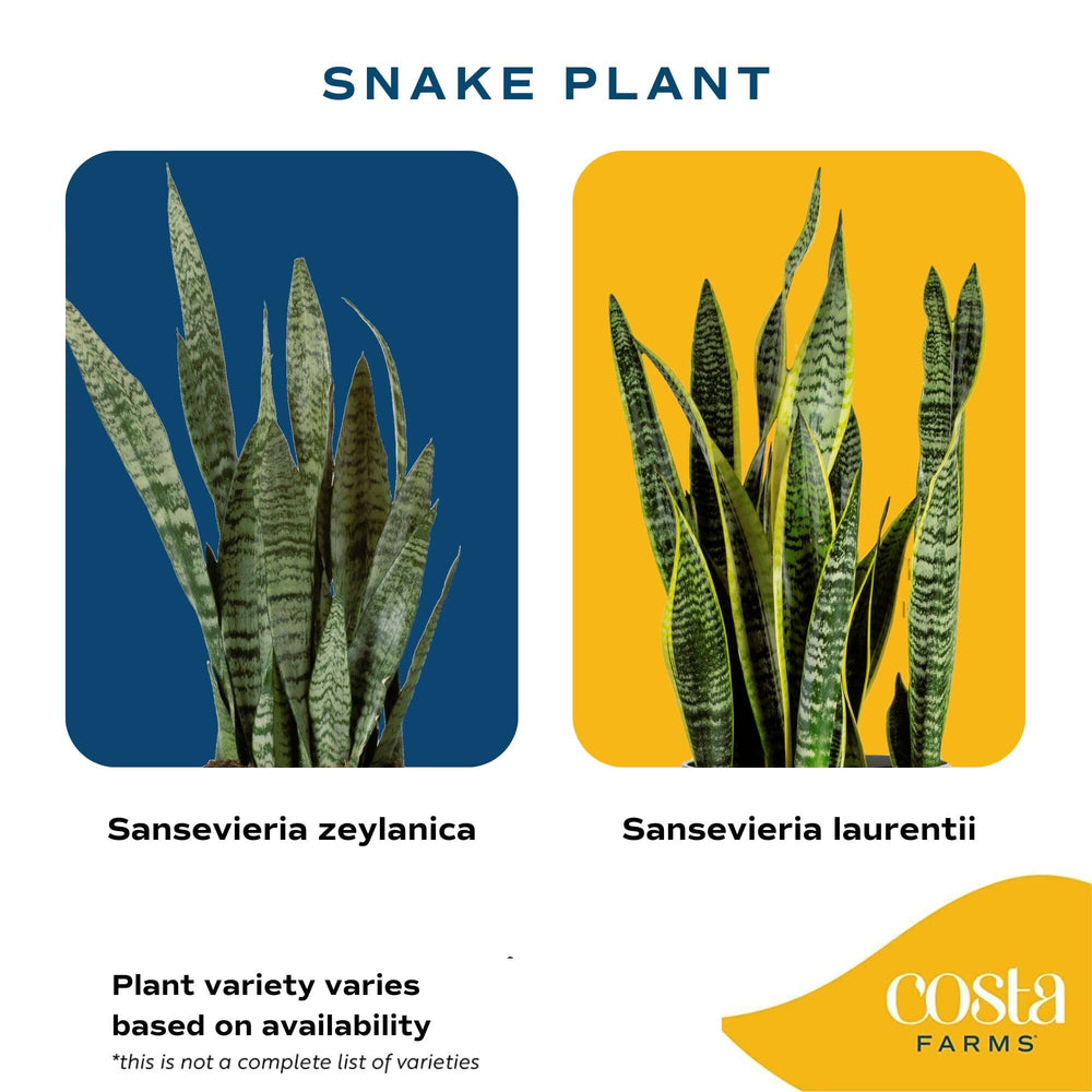 Costa Farms Snake Plant next to chair to show 3–4 ft scale and room impact