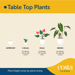 Costa Farms side profile showing architectural leaves and space-saving vertical growth