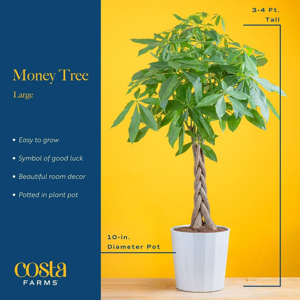 Costa Farms plants styled in living room for decor enhancement and ambiance