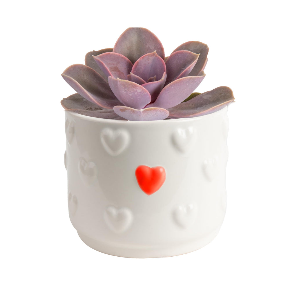 Costa Farms succulent front view showing compact shape and colorful leaves for decor