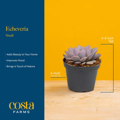 Costa Farms succulents grouped in a planter showing mix-and-match styling benefit
