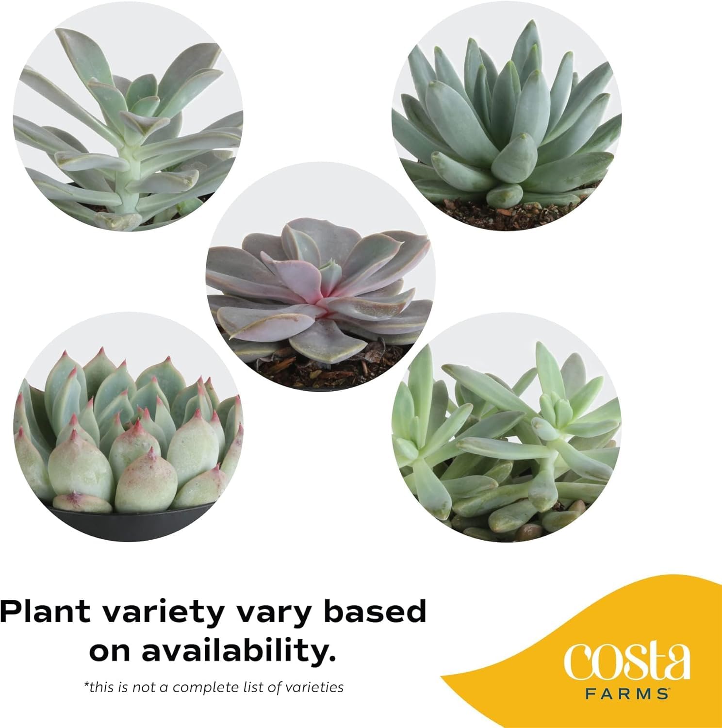 Costa Farms succulent on a sunny windowsill showing bright light placement benefit