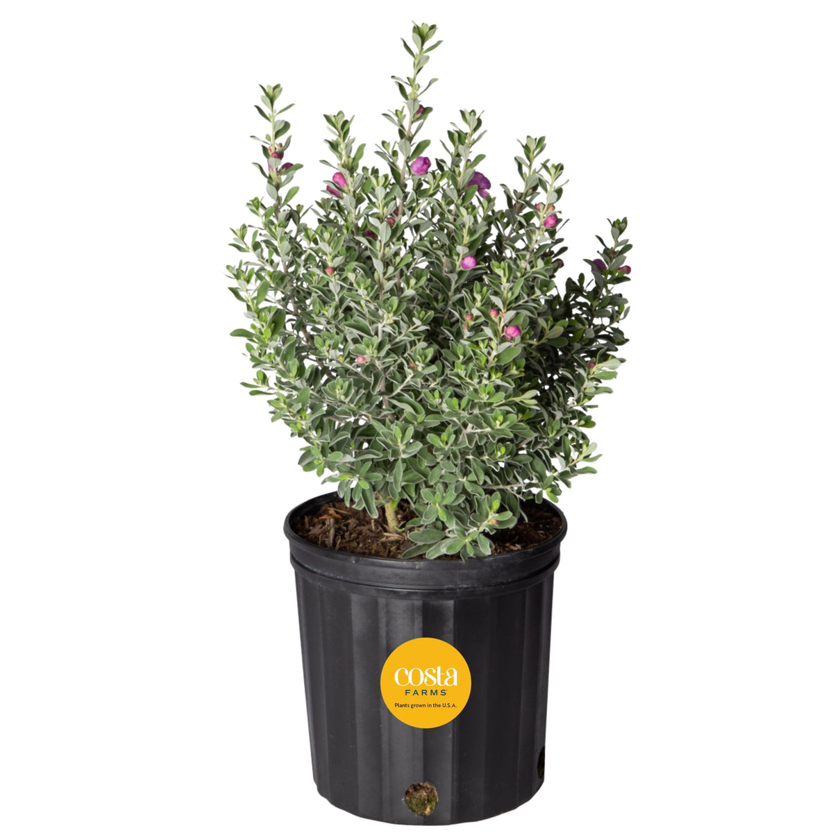 Costa Farms Texas Sage front view showing compact shrub and silver foliage benefit visual interest