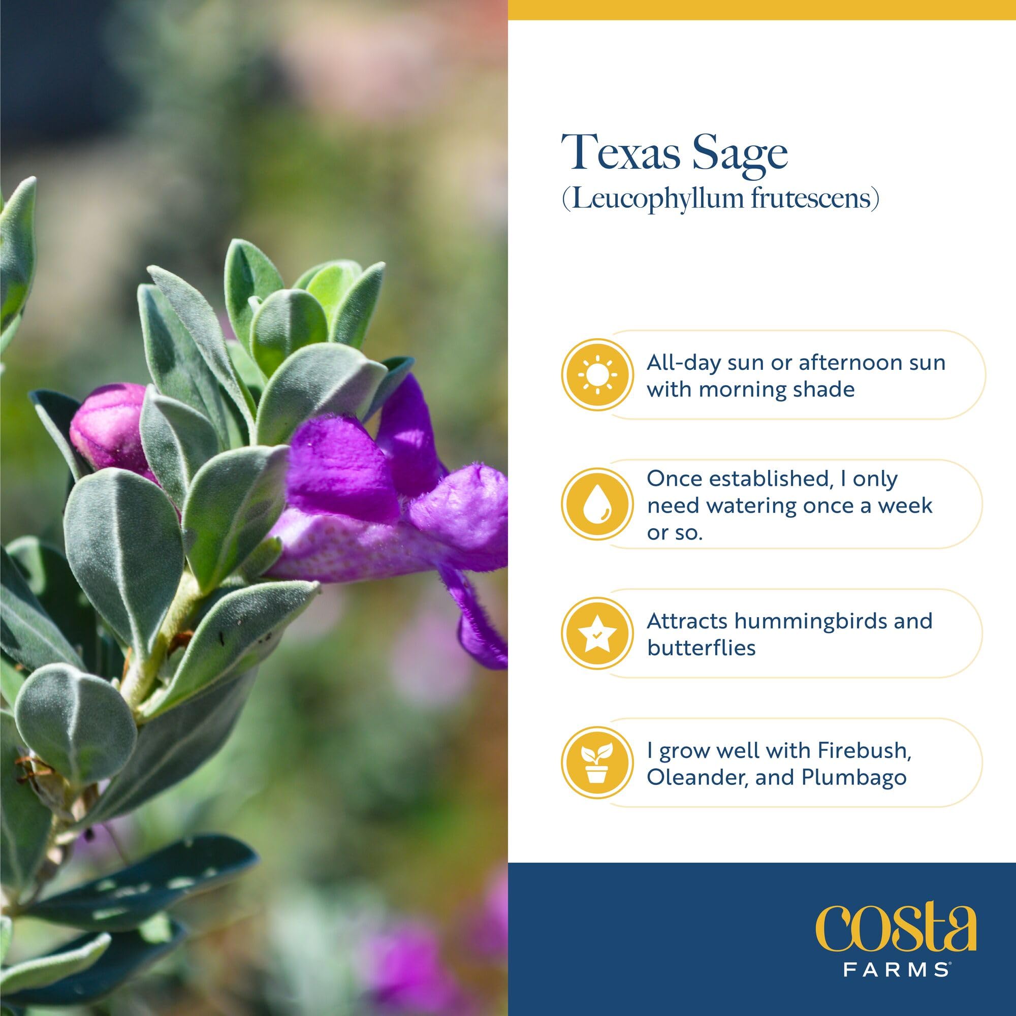 Costa Farms root ball revealed to show healthy roots and easy planting benefit
