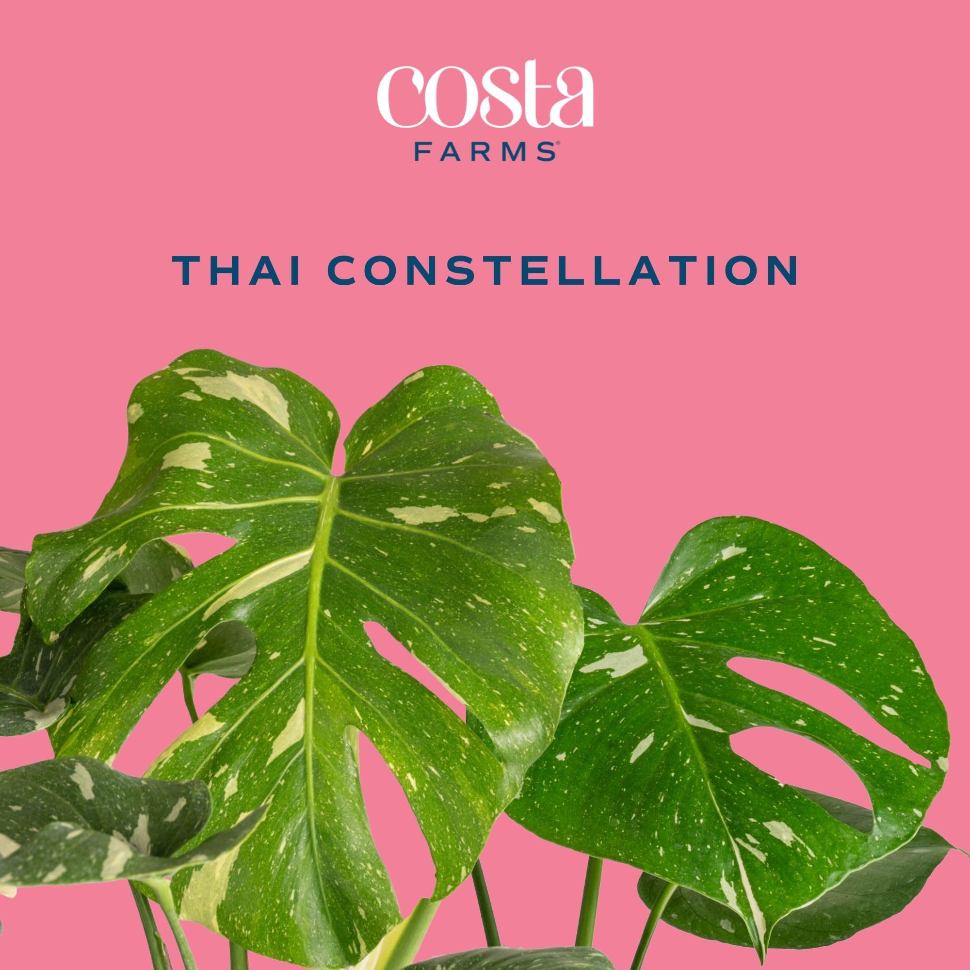 Costa Farms Thai Constellation full plant in pot illustrating mature size and presence