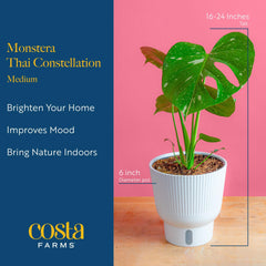 Costa Farms Thai Constellation leaf fenestration detail highlighting sculptural split leaves
