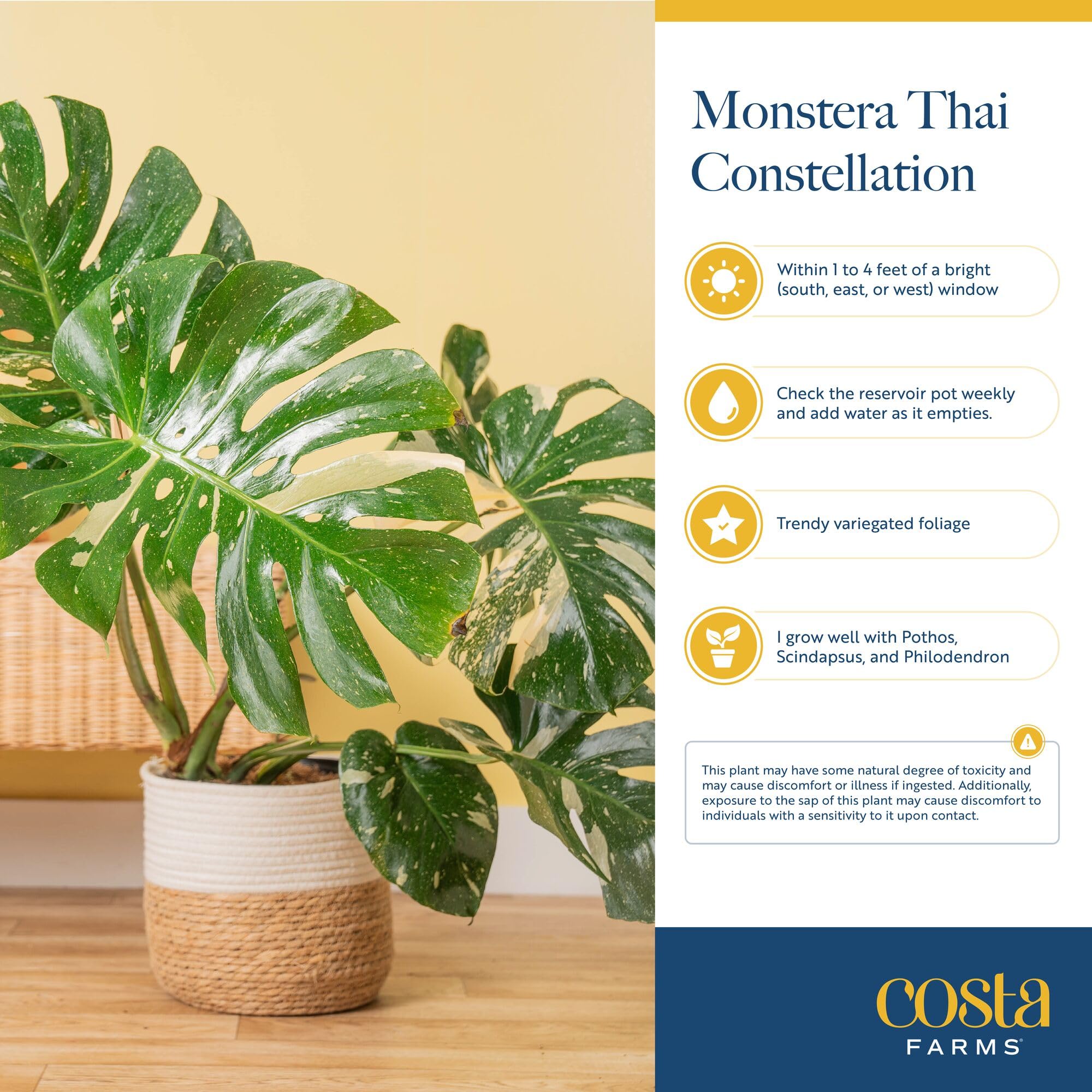 Costa Farms Thai Constellation in a living room demonstrating styling and focal benefit