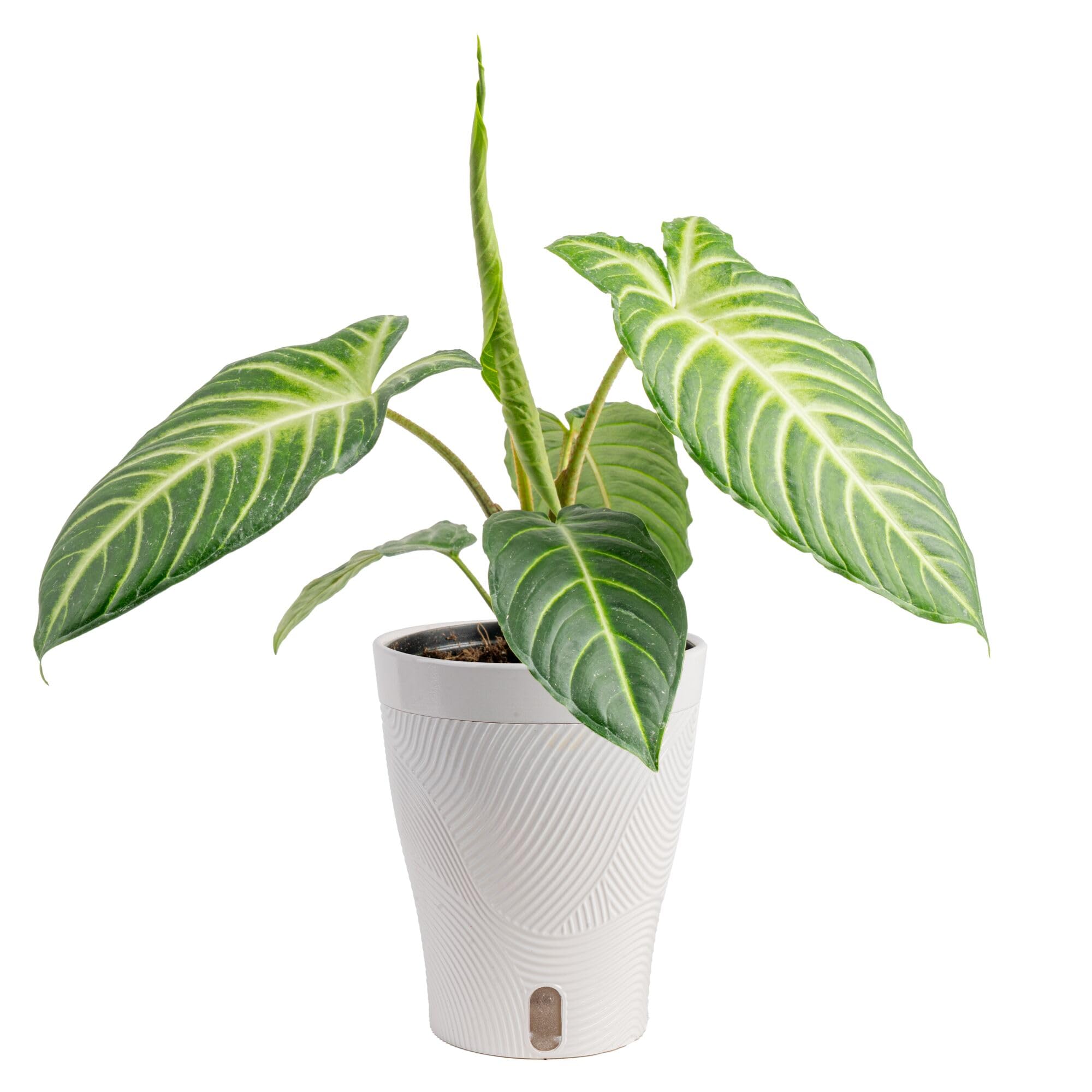 Costa Farms Xanthosoma front view showing bold tropical leaves and instant decor impact
