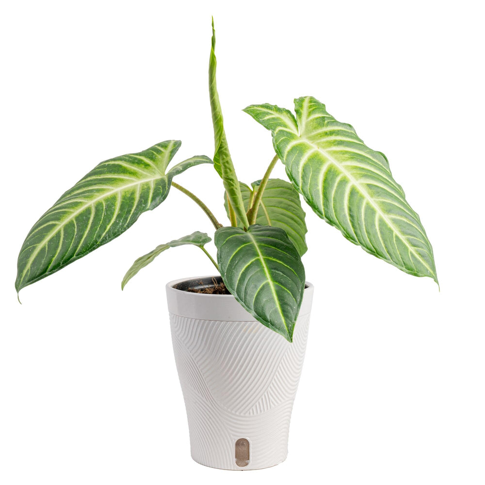 Costa Farms Xanthosoma front view showing bold tropical leaves and instant decor impact