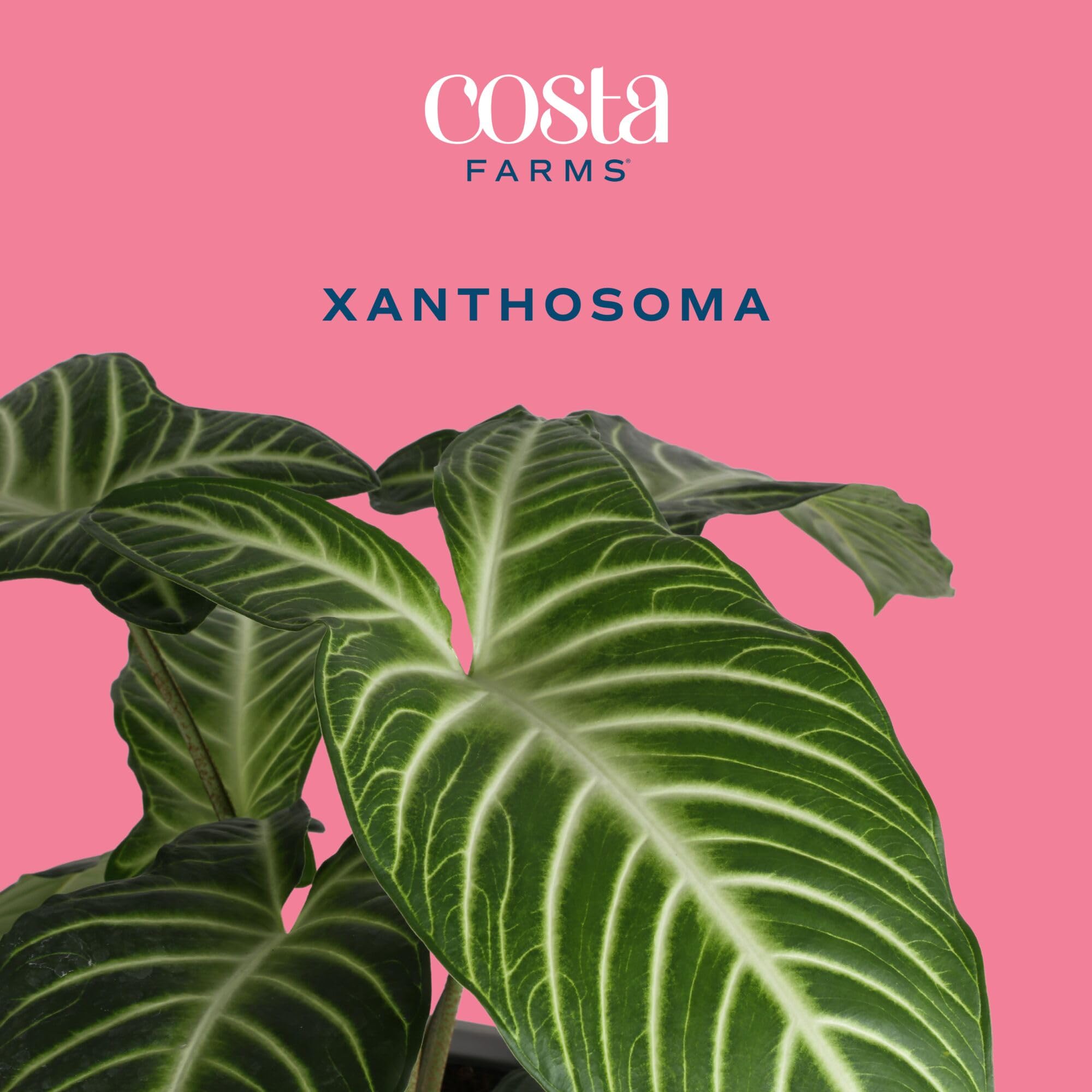 Costa Farms Xanthosoma leaf detail highlighting texture and healthy glossy foliage benefit