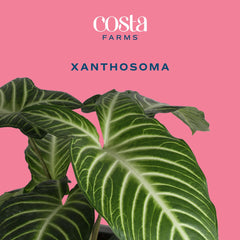Costa Farms Xanthosoma leaf detail highlighting texture and healthy glossy foliage benefit