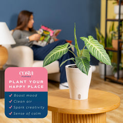 Costa Farms Xanthosoma styled on office desk adding calming greenery and visual focus