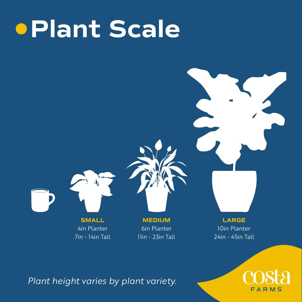 Costa Farms Xanthosoma secure packaging ready to ship ensuring safe delivery and fresh plant