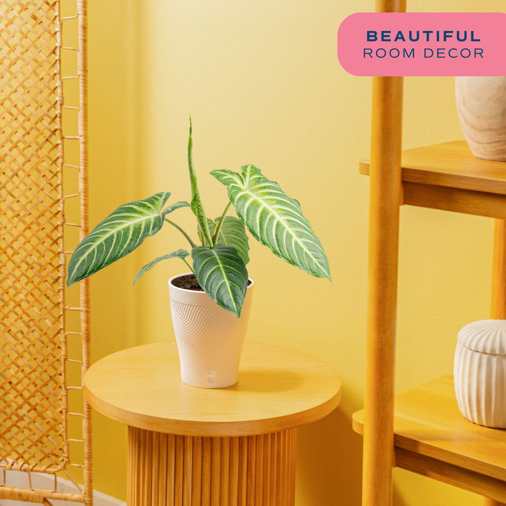 Costa Farms Xanthosoma white 6-inch composite pot showing compact size and spill-preventing design