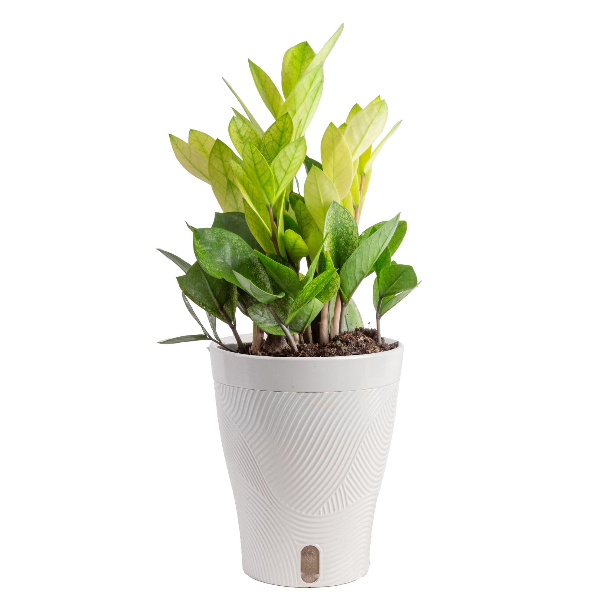 Costa Farms ZZ Chameleon front view showing vibrant color and decorative form
