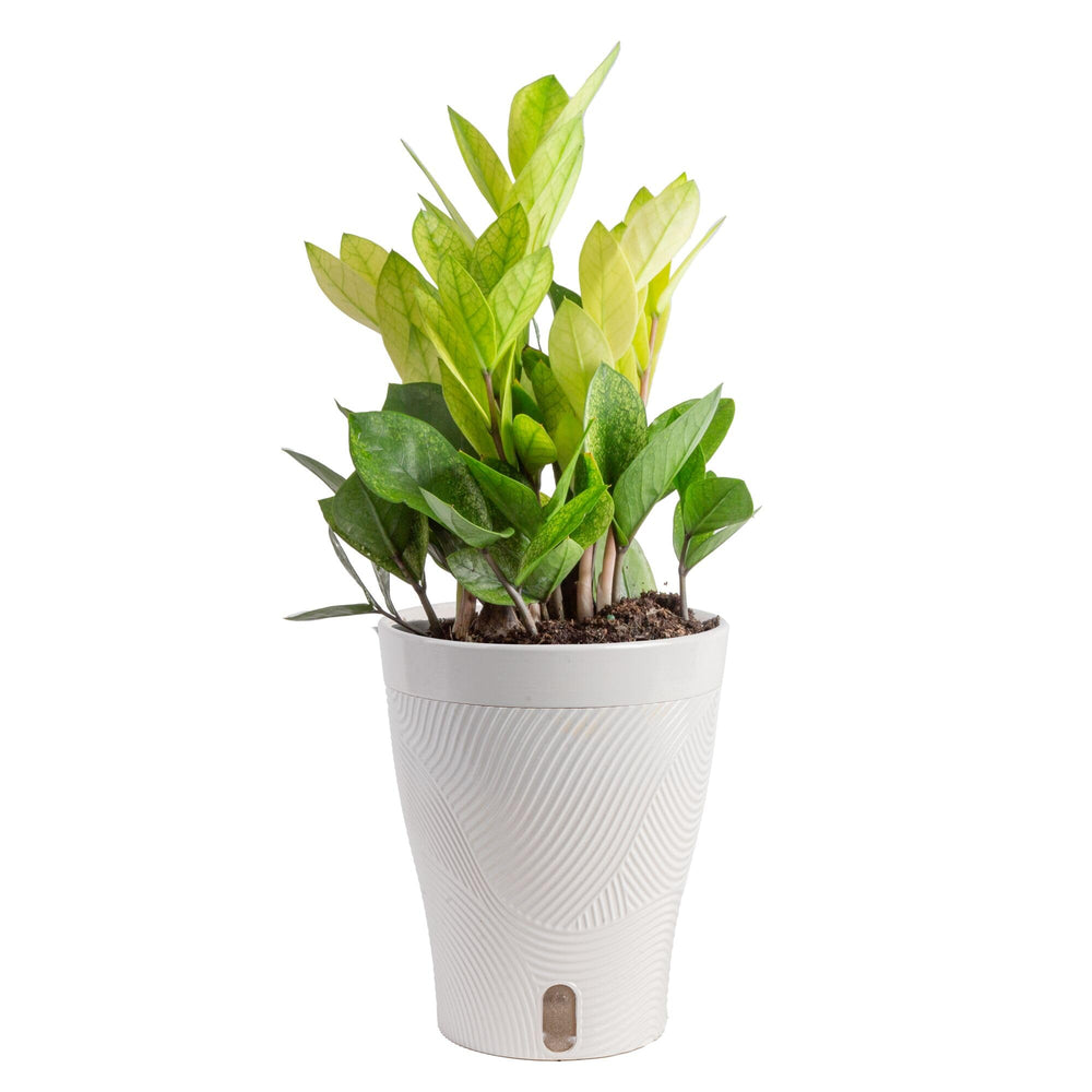 Costa Farms ZZ Chameleon front view showing vibrant color and decorative form