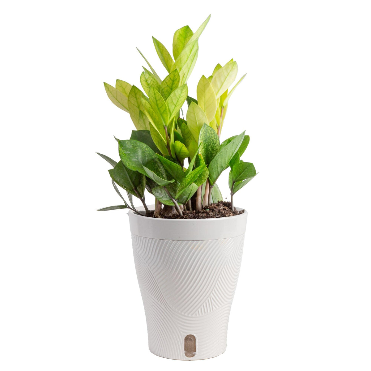 Costa Farms ZZ Chameleon front view showing vibrant color and decorative form