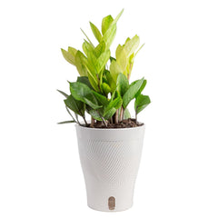 Costa Farms ZZ Chameleon front view showing vibrant color and decorative form