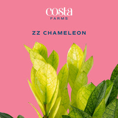 Costa Farms ZZ Chameleon placed on a shelf adding instant room greenery and style