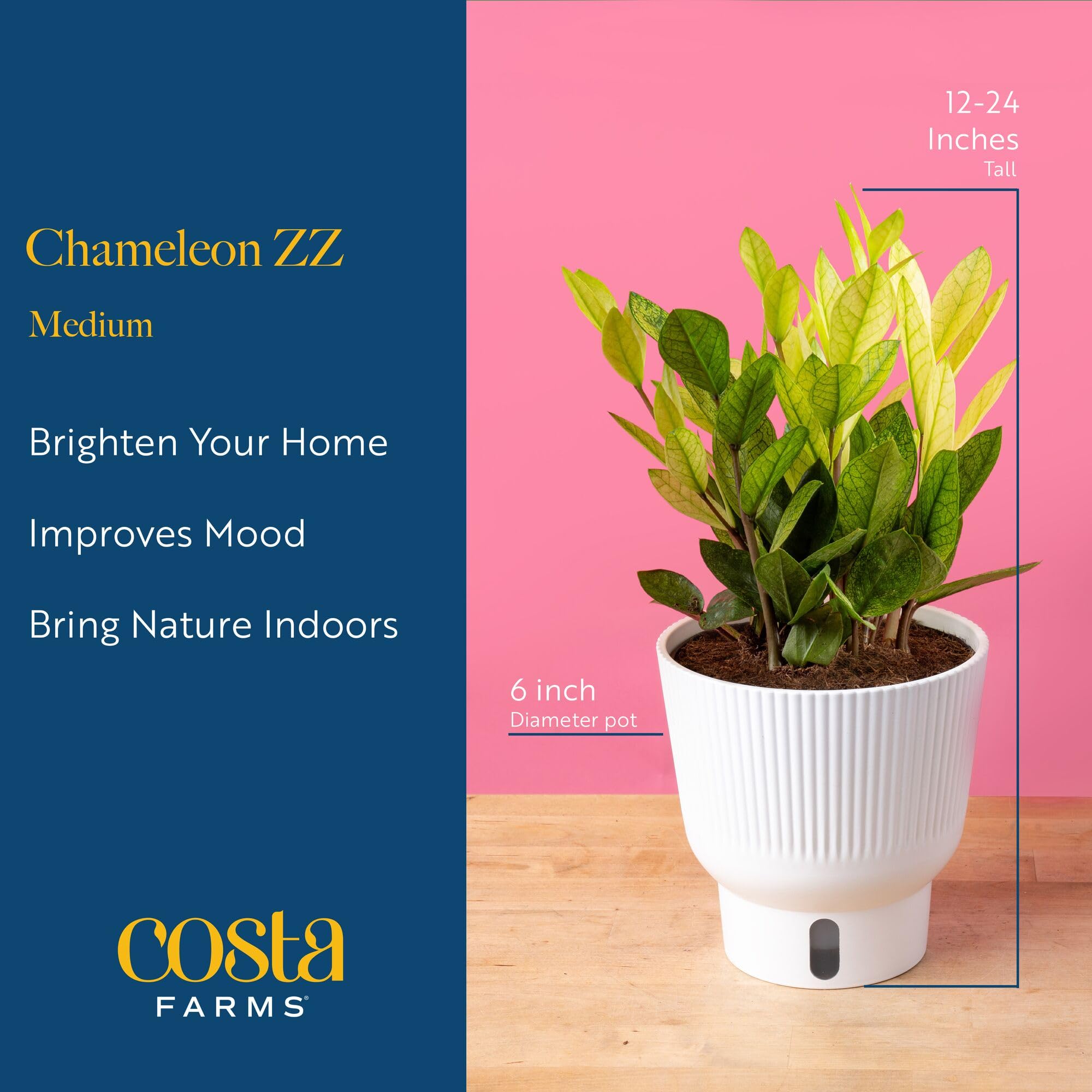 Costa Farms ZZ Chameleon stem detail showing thick water-storing stems for resilience