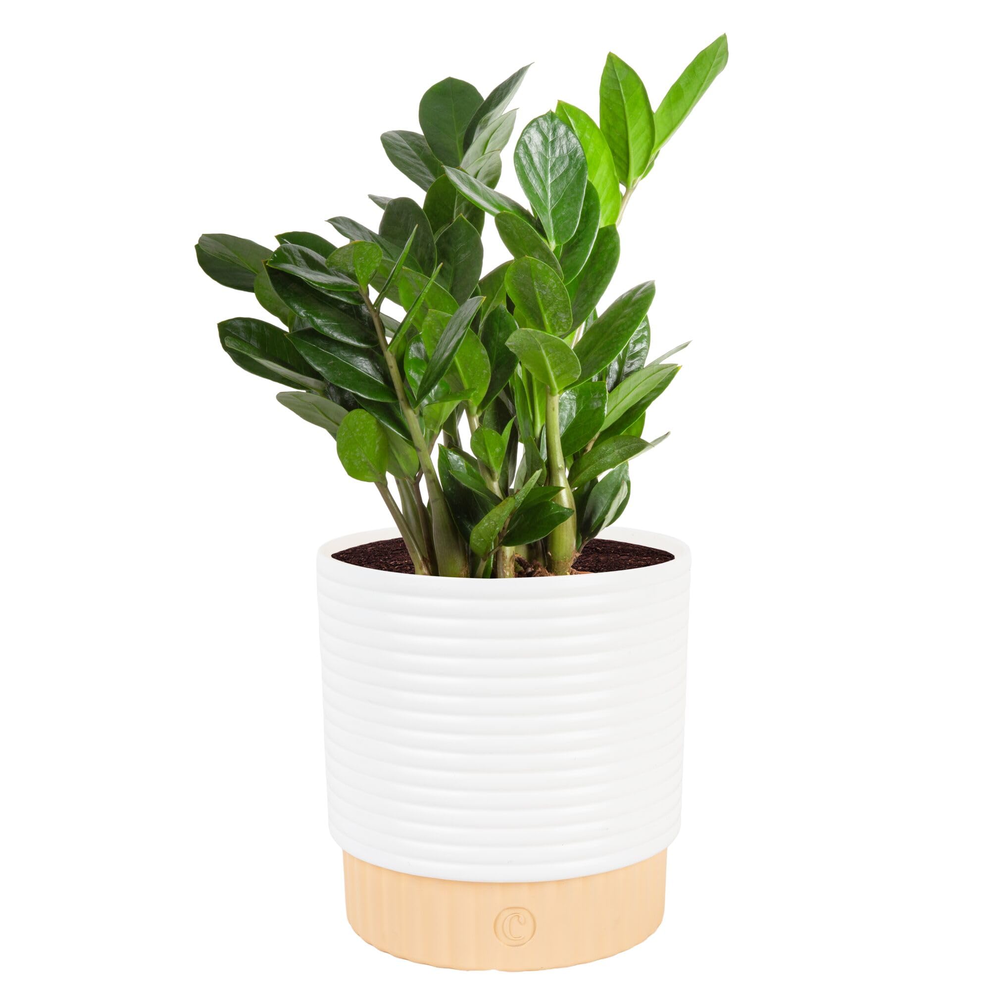 Costa Farms ZZ Plant front view showing glossy upright leaves and modern style