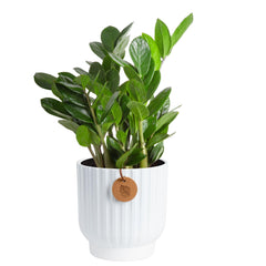 Costa Farms ZZ Plant front view showing glossy leaves and modern decor benefit