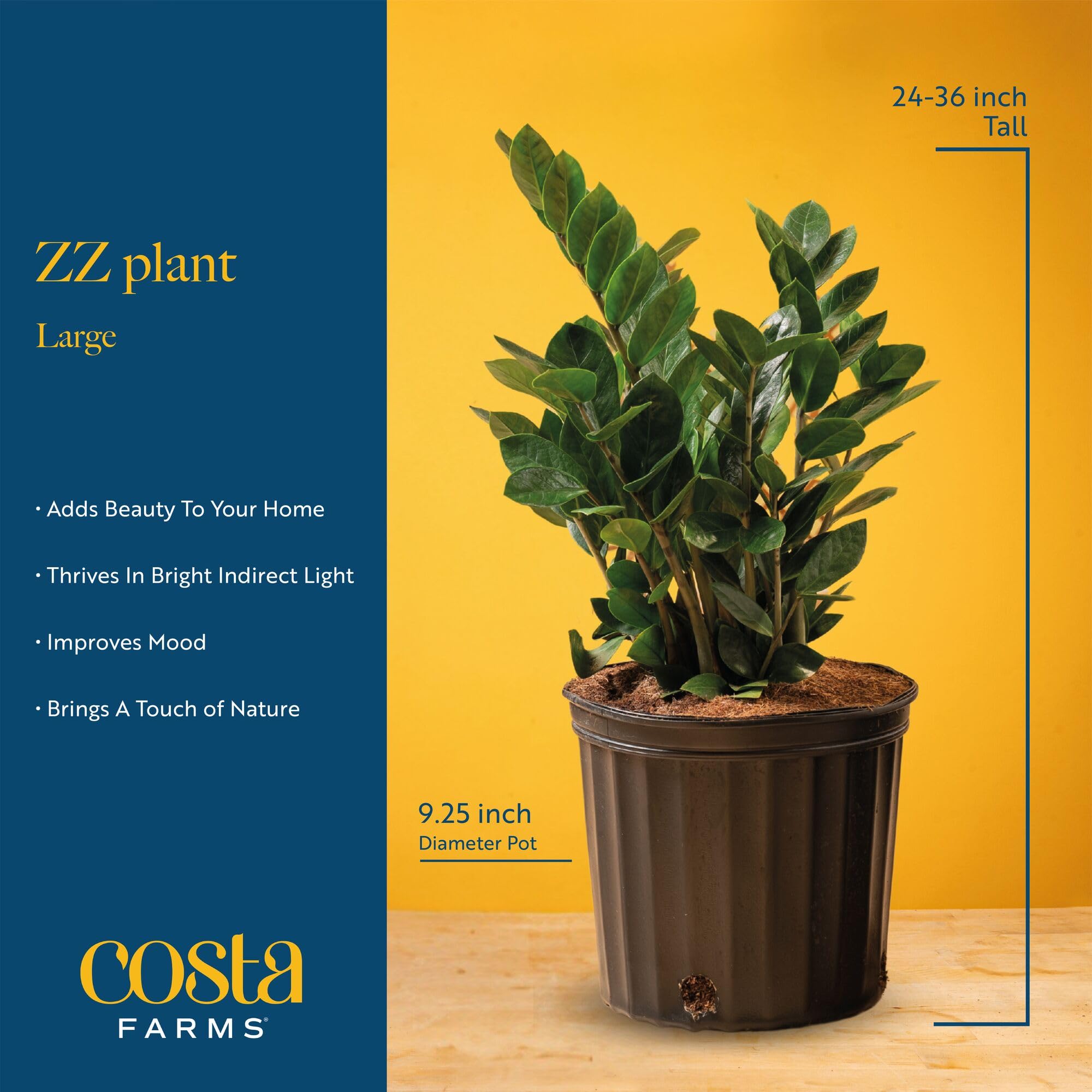 Costa Farms ZZ Plant near a bright window illustrating adaptability to light