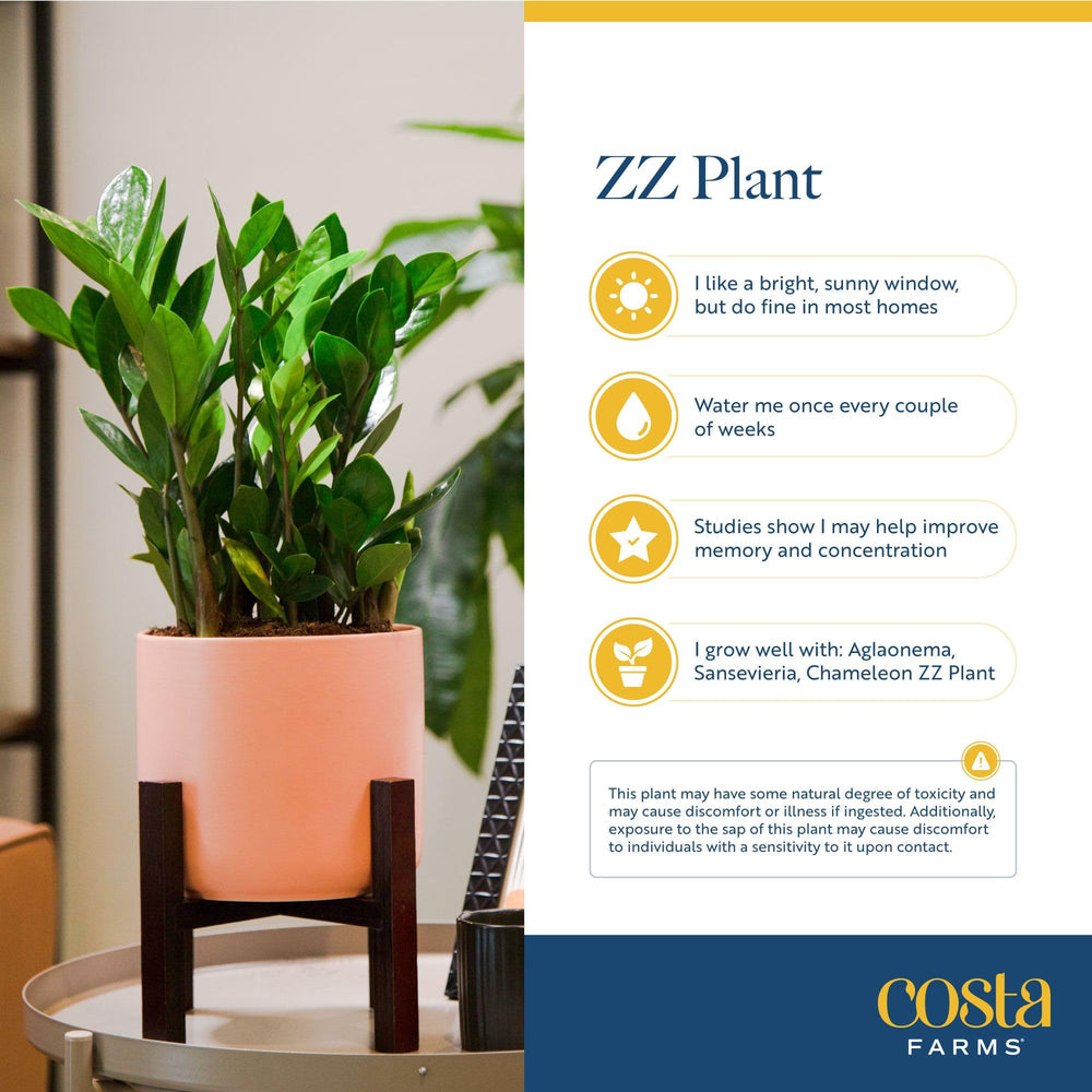Costa Farms ZZ Plant on an office desk creating a calming, work-friendly environment