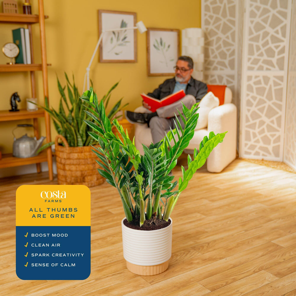 Costa Farms ZZ Plant on office desk creating a calming, low-care workspace