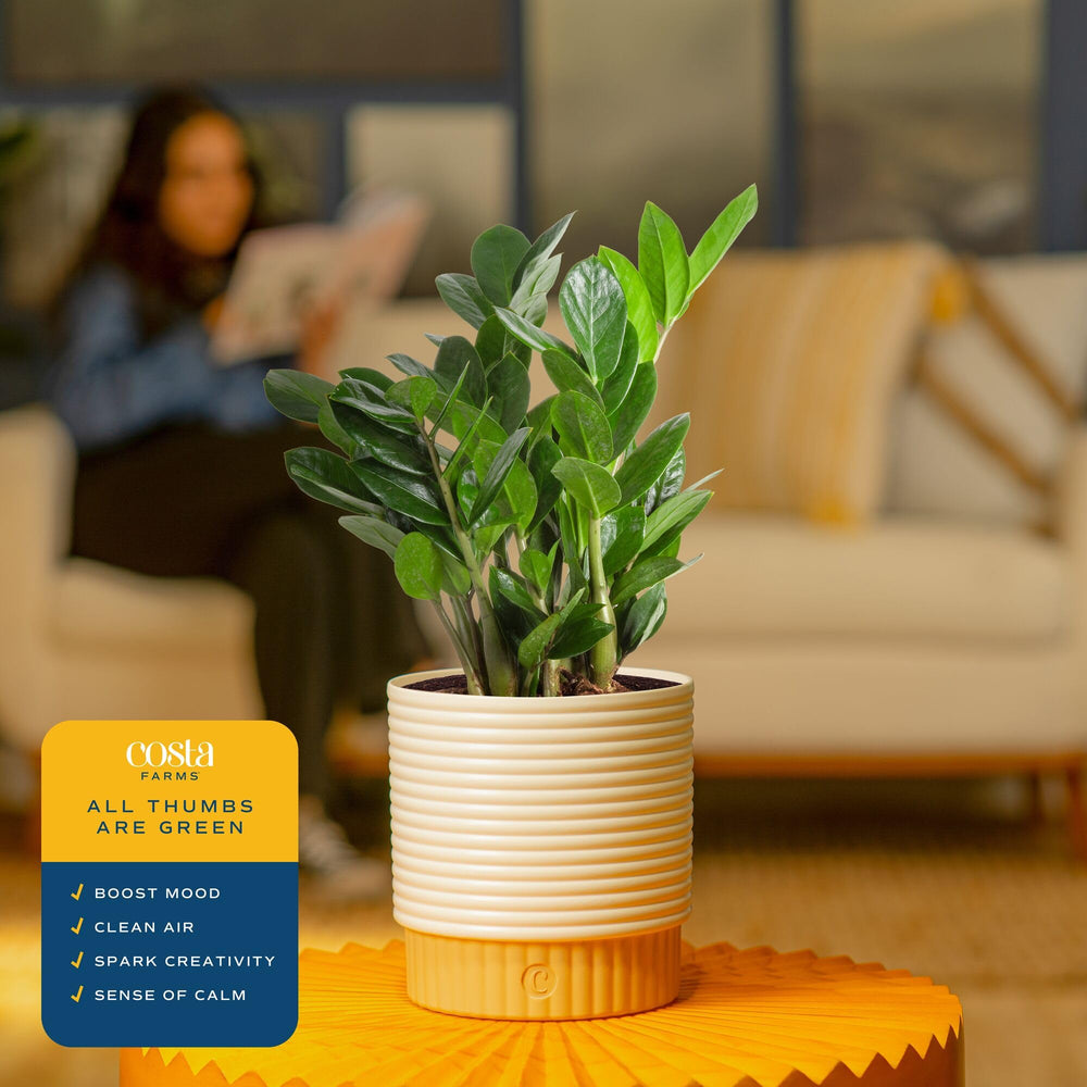 Costa Farms ZZ Plant placed on desk offering easy-care greenery for workspaces