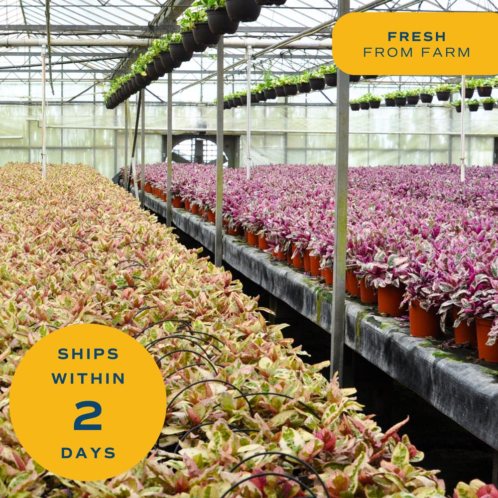 Costa Farms ZZ Plant packaged showing safe shipping and fresh-from-farm care