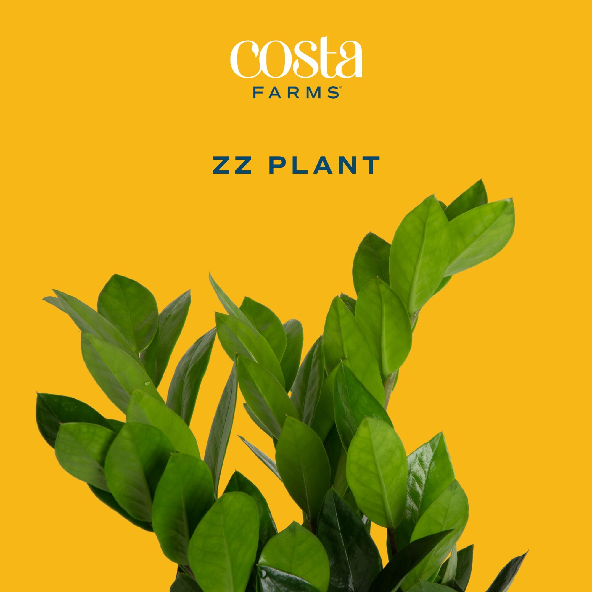 Costa Farms ZZ Plant pot and stem detail showing sturdy structure and neat form
