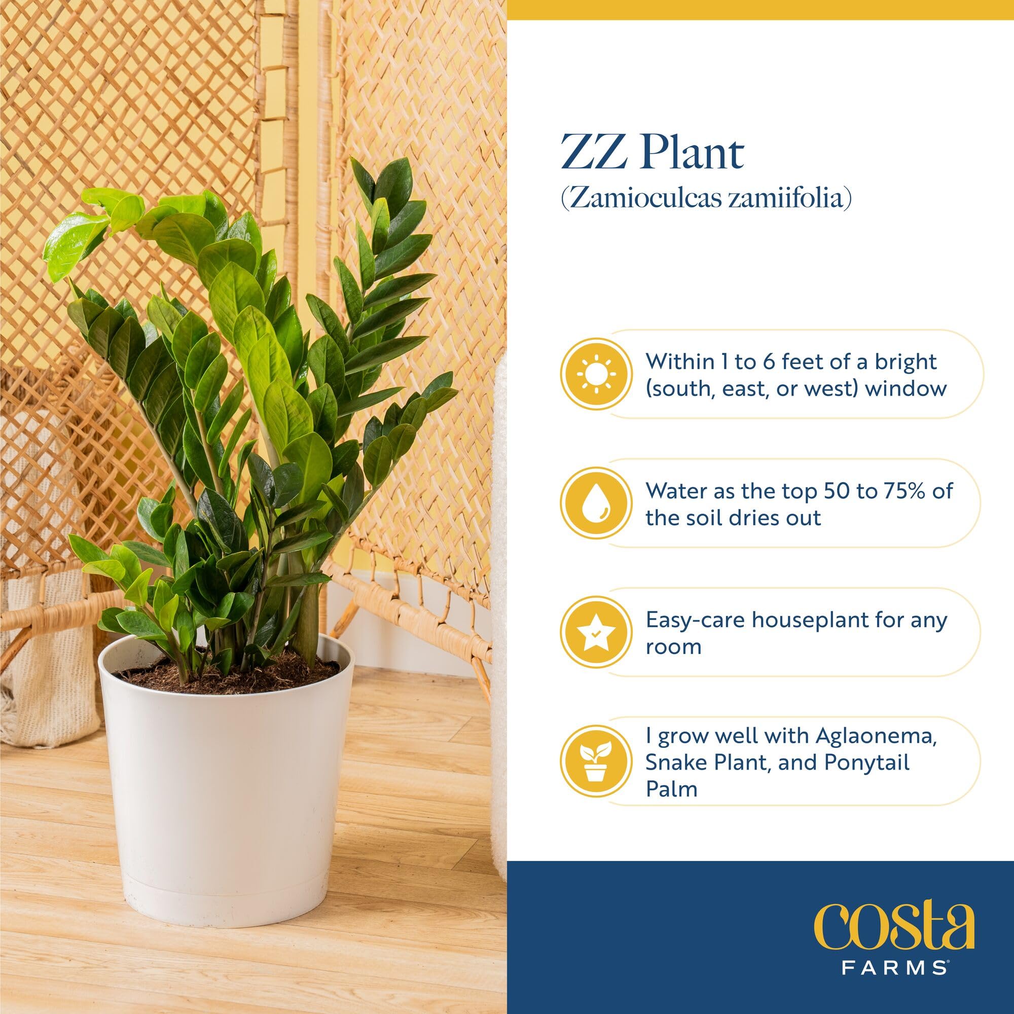 Costa Farms ZZ Plant next to a ruler showing compact size and scale