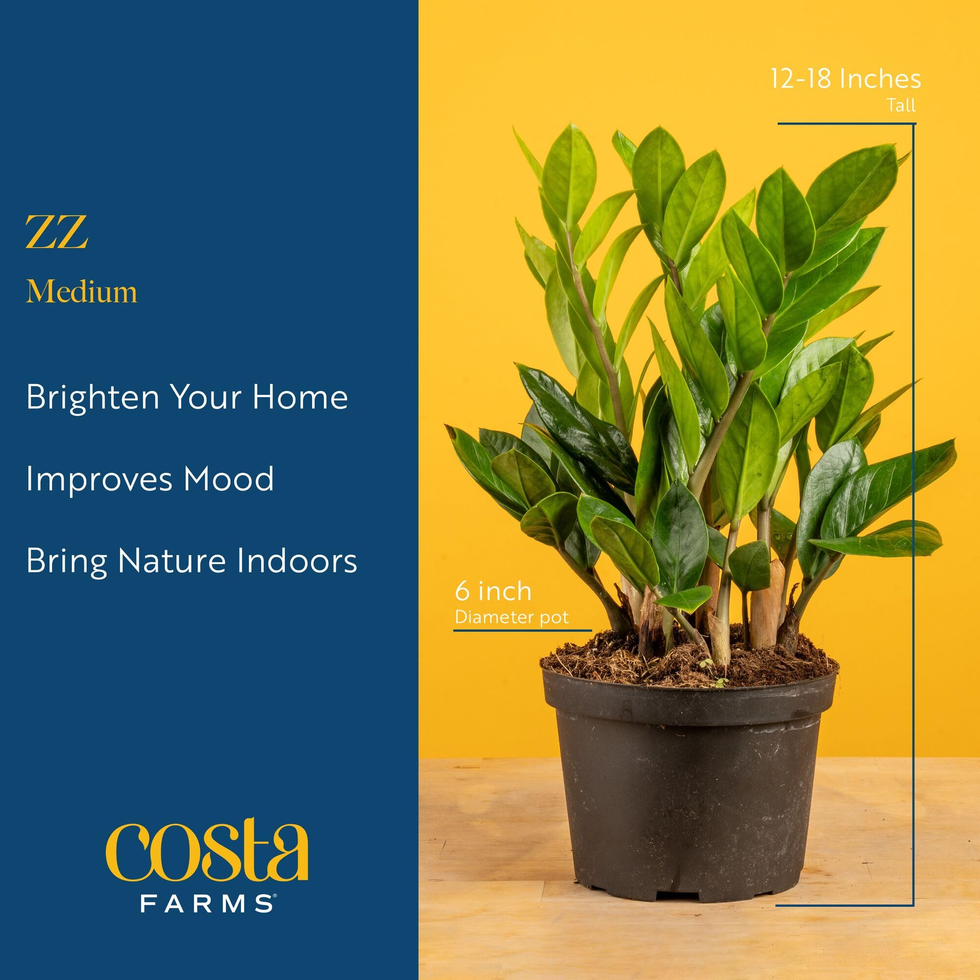 Costa Farms ZZ Plant stem and leaf detail showing sturdy architectural form