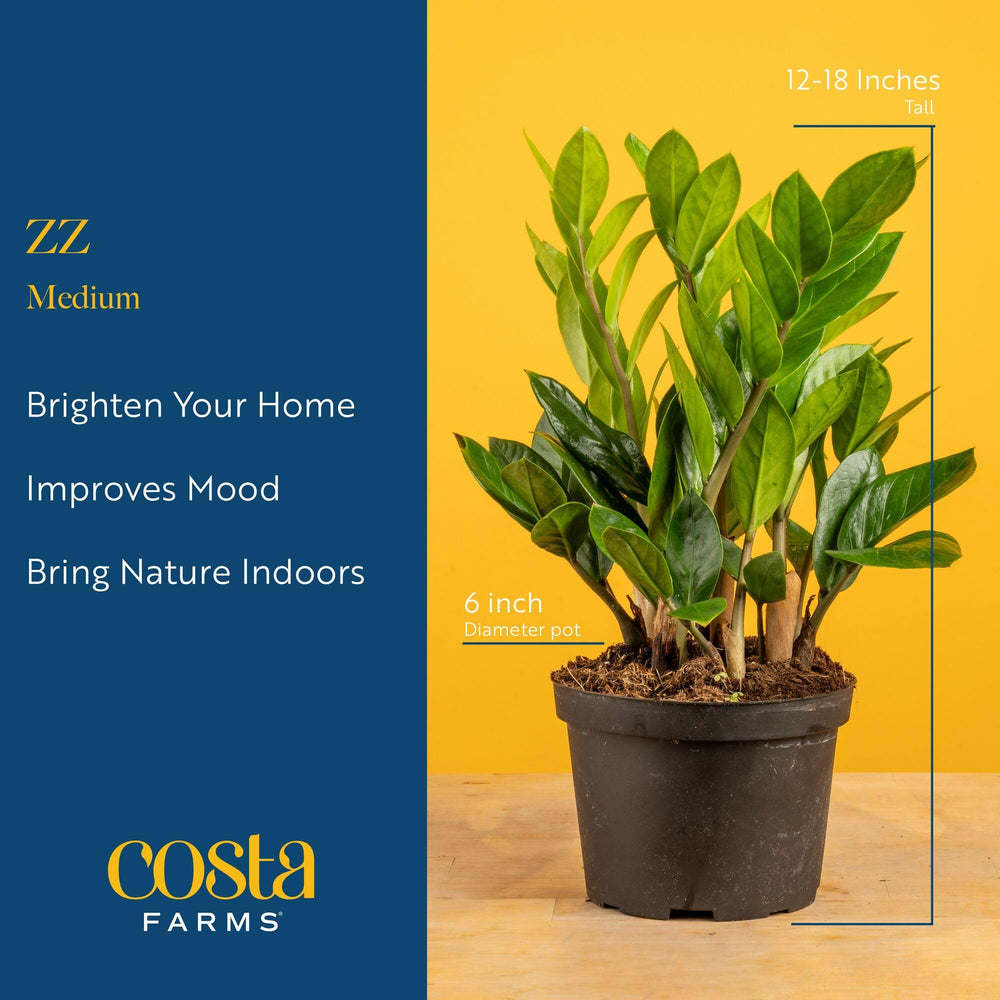 Costa Farms ZZ Plant stem and leaf detail showing sturdy architectural form